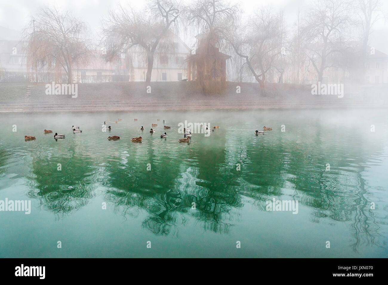 A group of wild ducks sitting on the river Ljubljanica, that crosses the capital of Slovenia, Ljubljana and has an amazing green color. Stock Photo