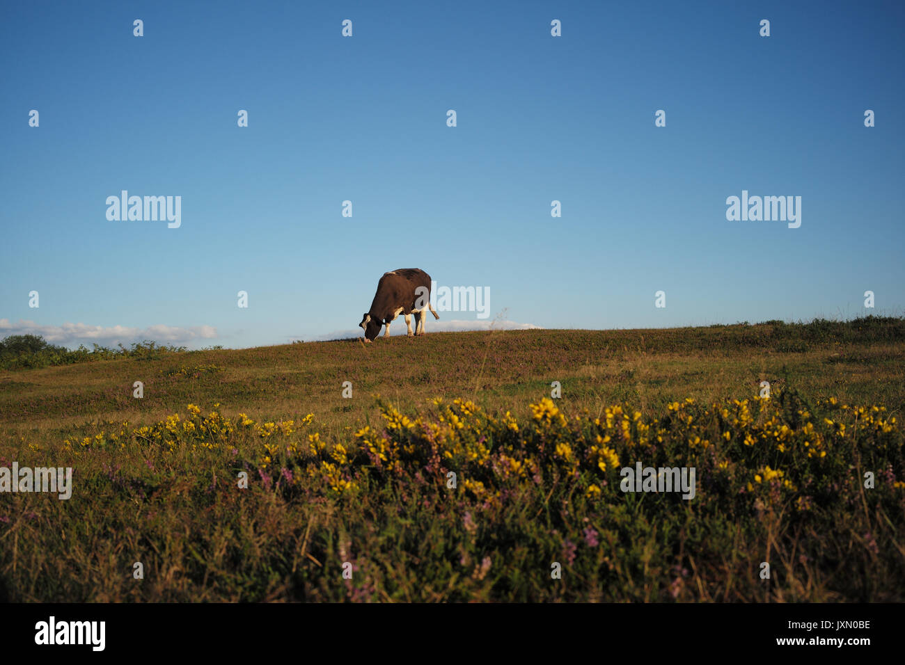 A single cow grazes on a meadow with a landscape of a foreground of colour shrubs and a blue sky Stock Photo