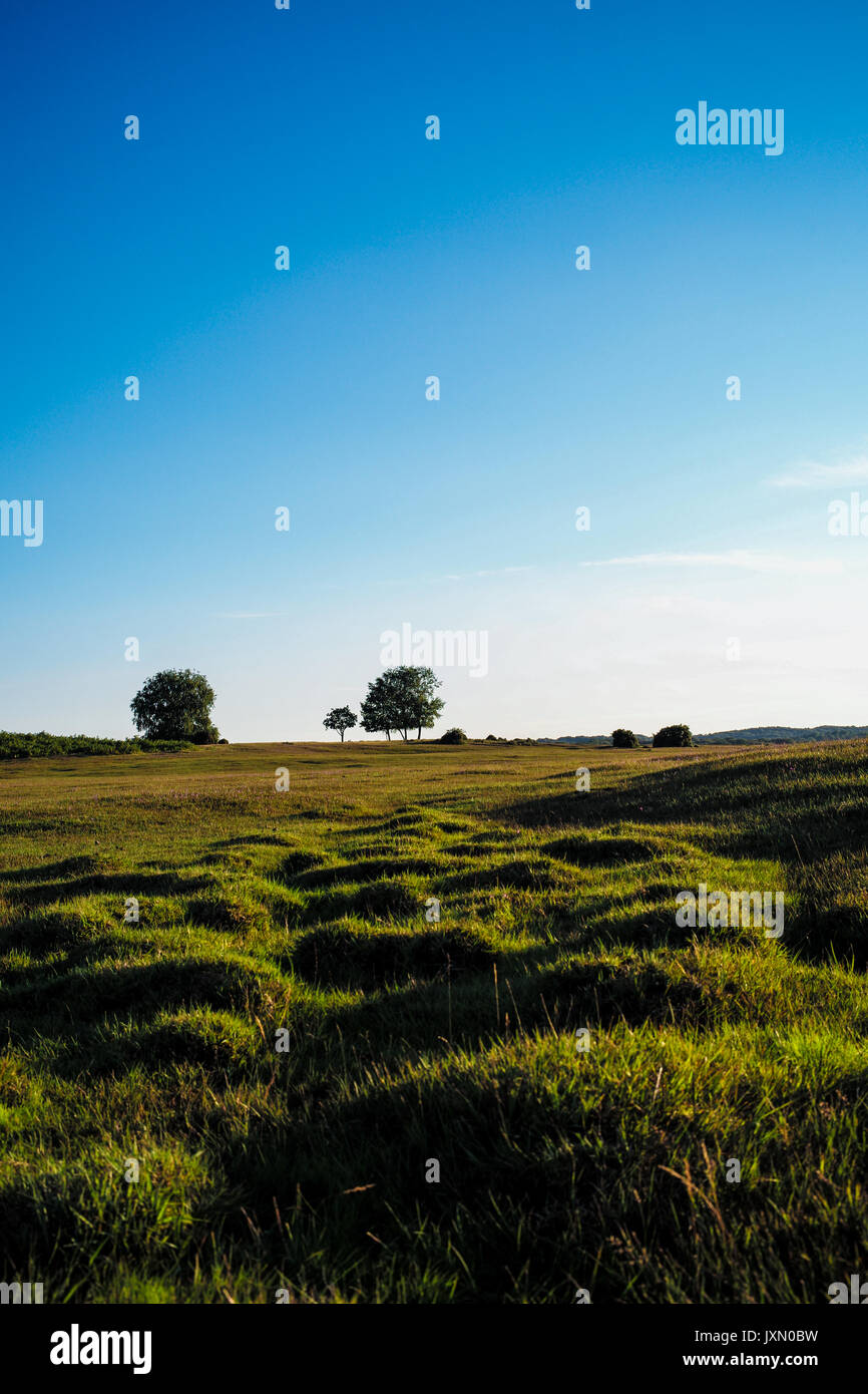 Green grass Landscape with 3 trees set against a clear blue sky Stock Photo