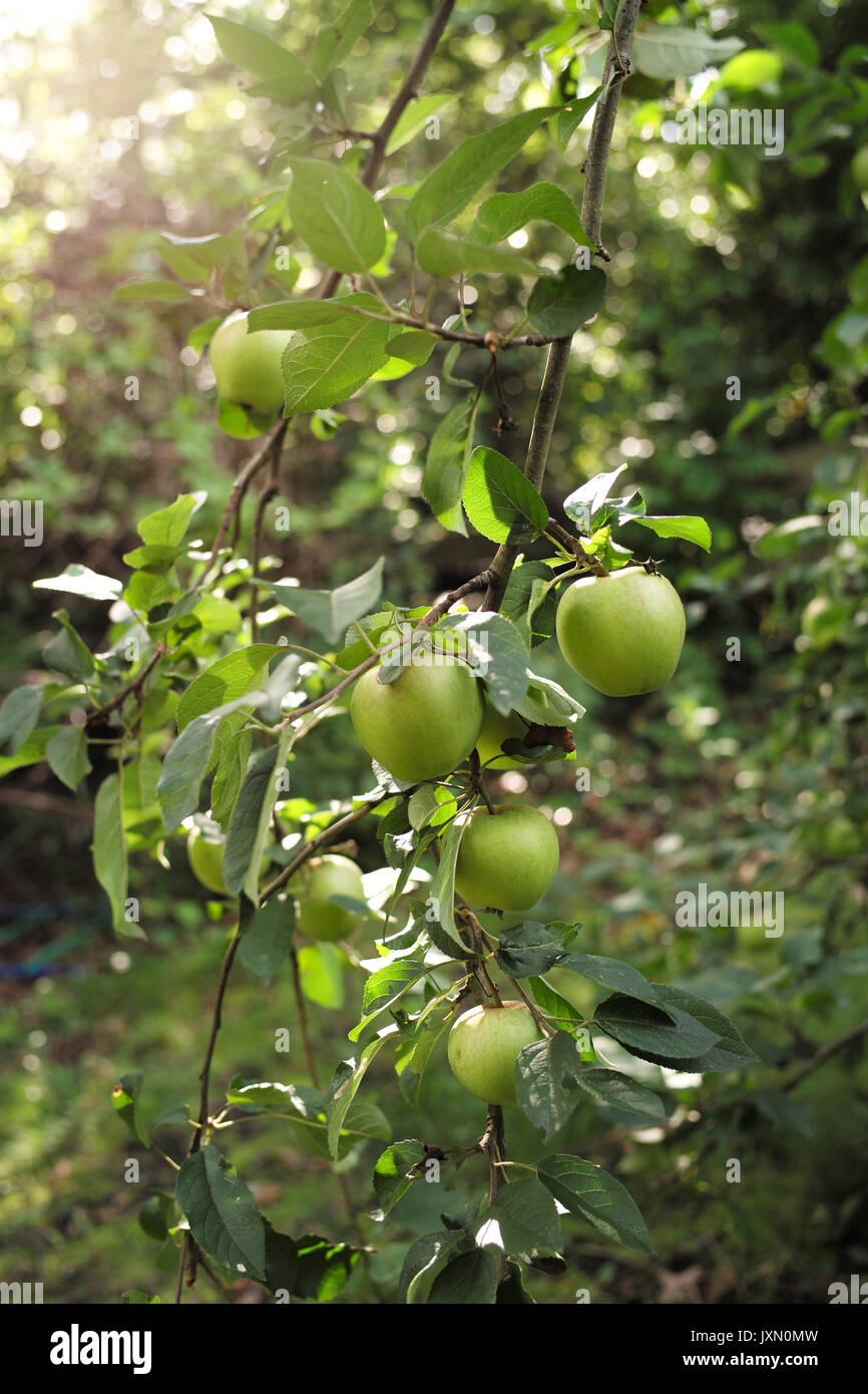 Cooking apple tree in home garden with lots of apples on branches Stock Photo