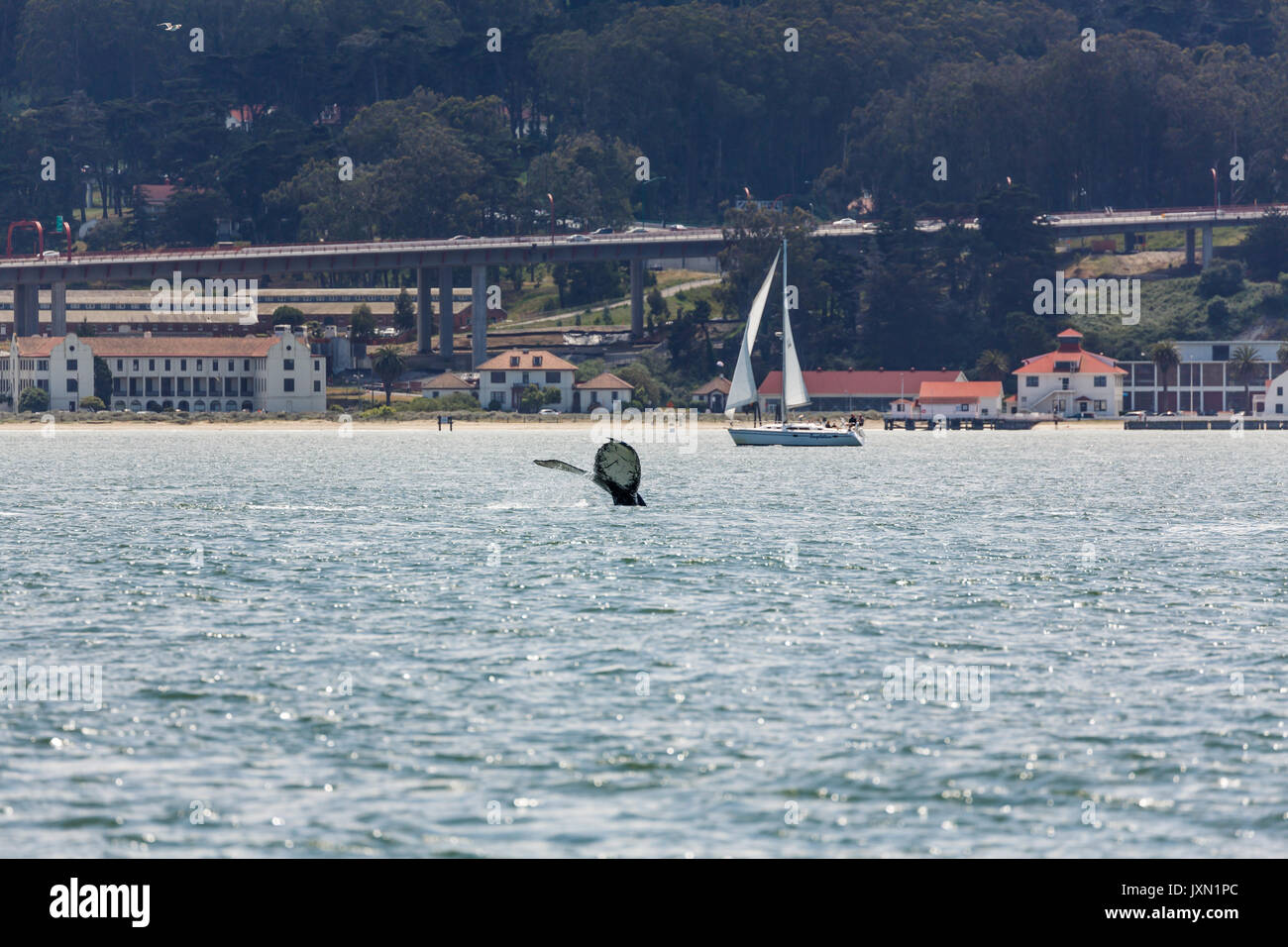 Closeup of rare sighting of mother humpback whale fluke , Megaptera novaeangliae, swimming in San Francisco Bay with city beach in background Stock Photo