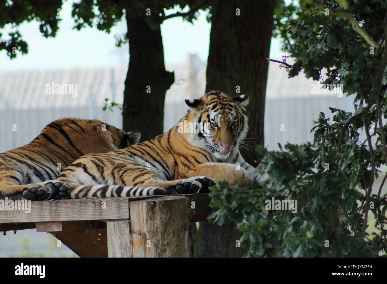 Tiger,Yorkshire wildlife park Stock Photo - Alamy