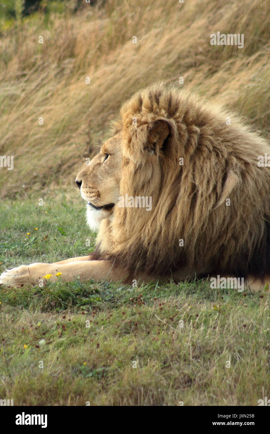 Yorkshire wildlife park lion hi-res stock photography and images - Alamy