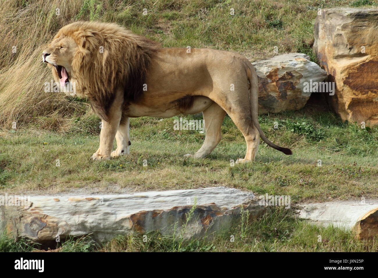 Lion,Yorkshire wildlife park Stock Photo - Alamy