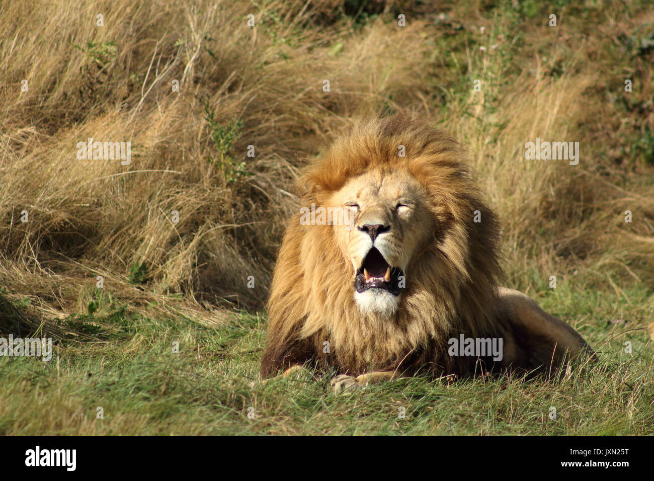 Yorkshire wildlife park lion hi-res stock photography and images - Alamy