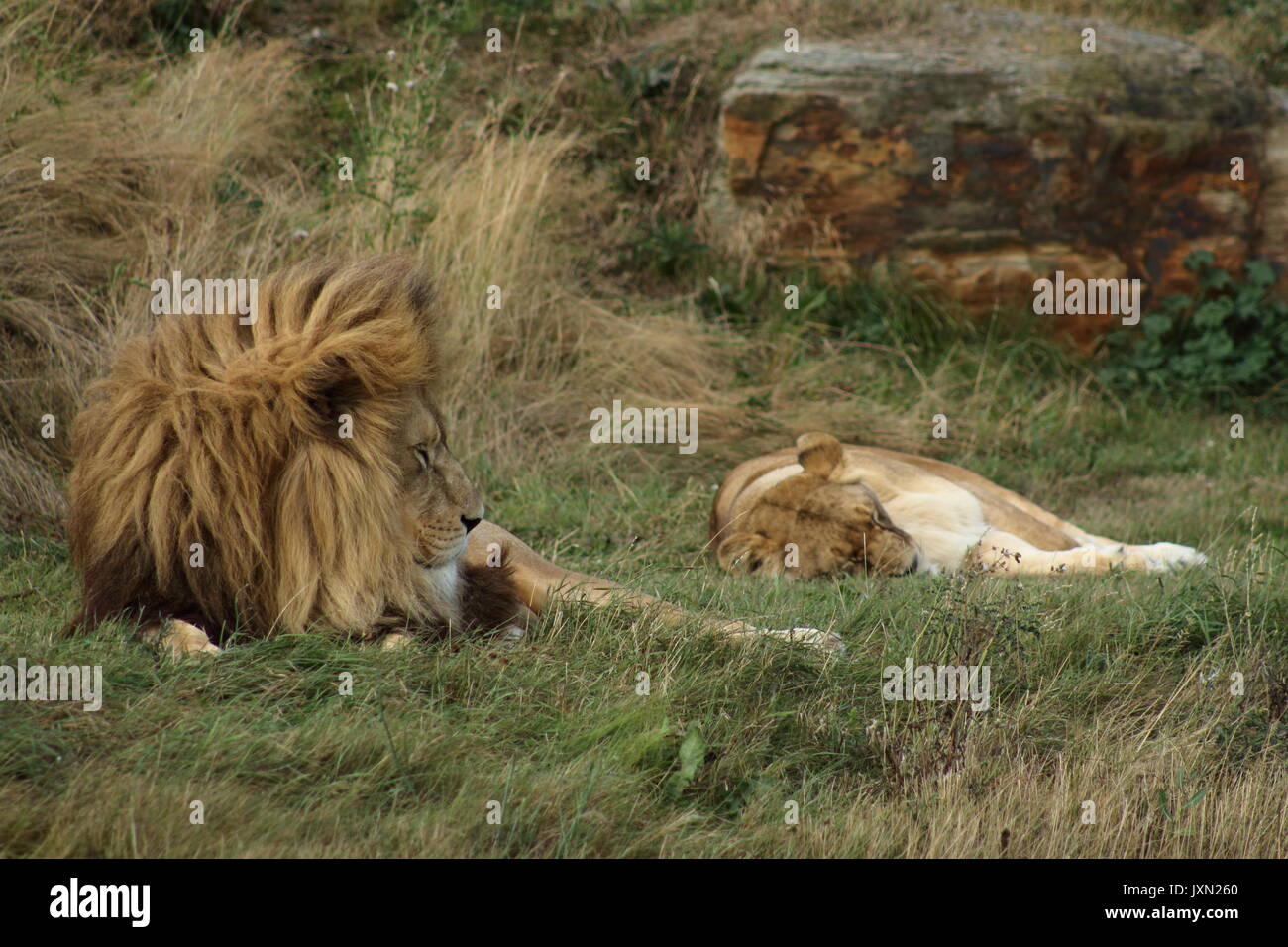 Lion and lioness,Yorkshire wildlife park Stock Photo - Alamy