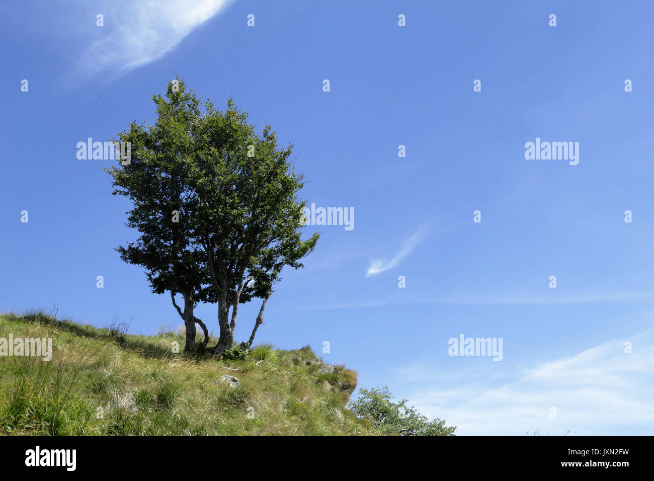 A lone round tree on the grass standing out in the blue sky on a green hill in the Alps mountains, Vigezzo Valley, northern Italy Stock Photo
