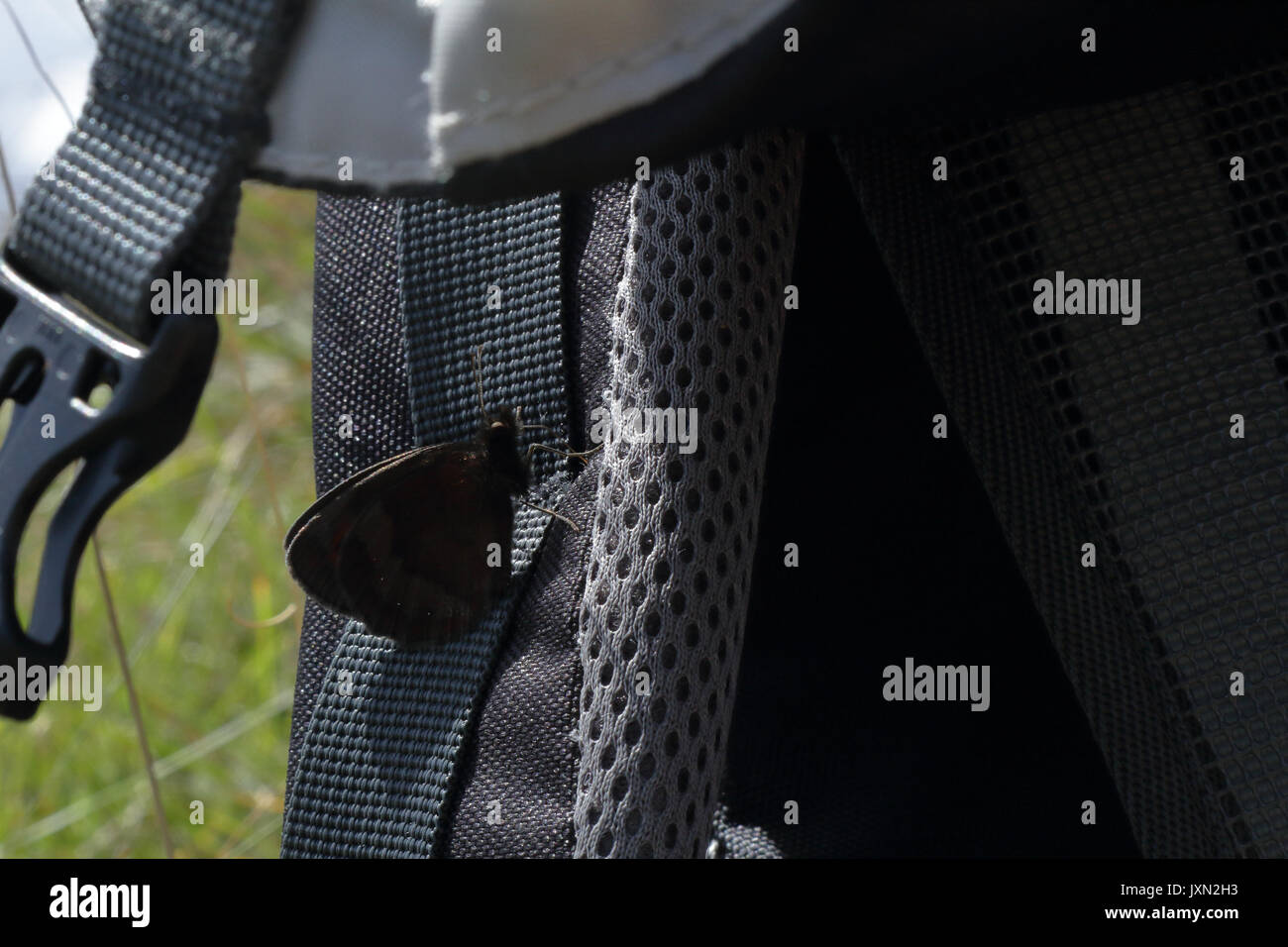 A dark brown butterfly perched on the strap of a dark grey bagpack Stock Photo