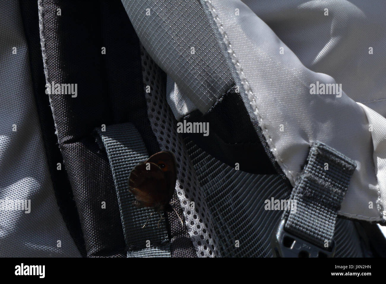 A dark brown butterfly perched on the strap of a dark grey bagpack Stock Photo