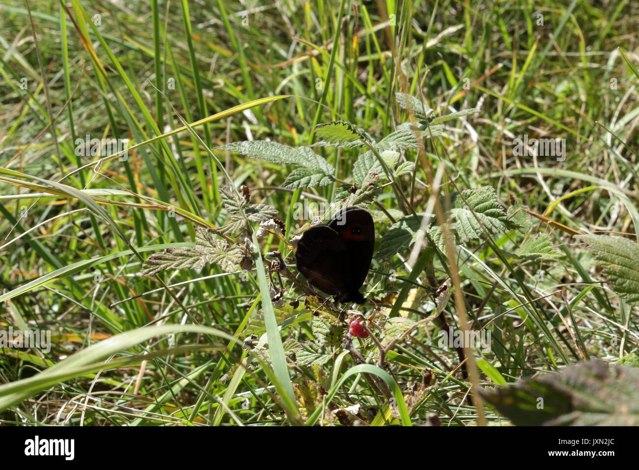 A dark brown butterfly perched on the grass of a lawn Stock Photo