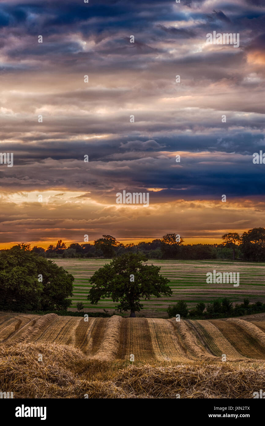 Harvested field and oak tree, near Bramfield, Hertfordshire, England, Woodhall Estate Stock Photo