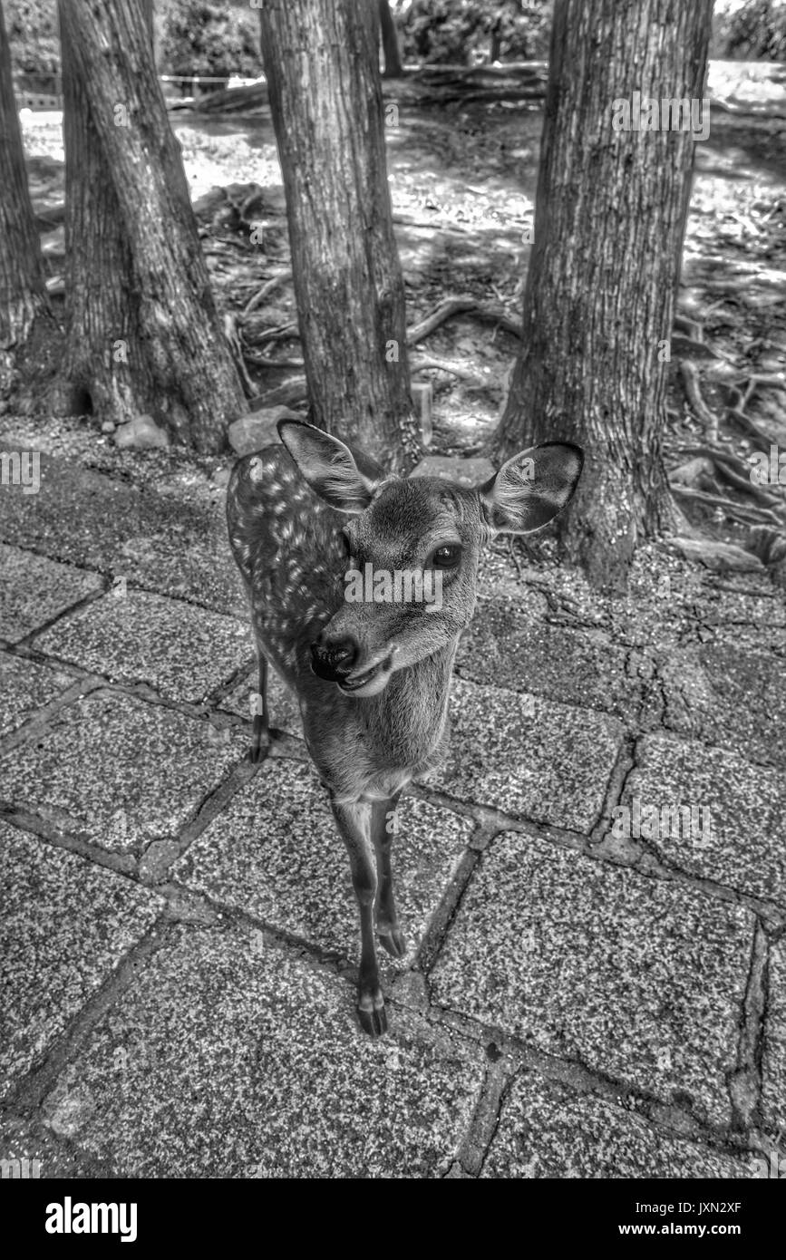 Young Deer in Nara Park Stock Photo