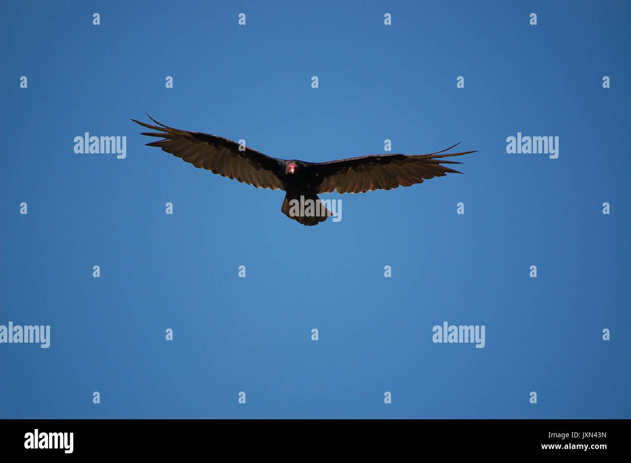 A turkey vulture glides through the blue sky over Tennesse Valley Trail in Mill Valley, CA Stock Photo