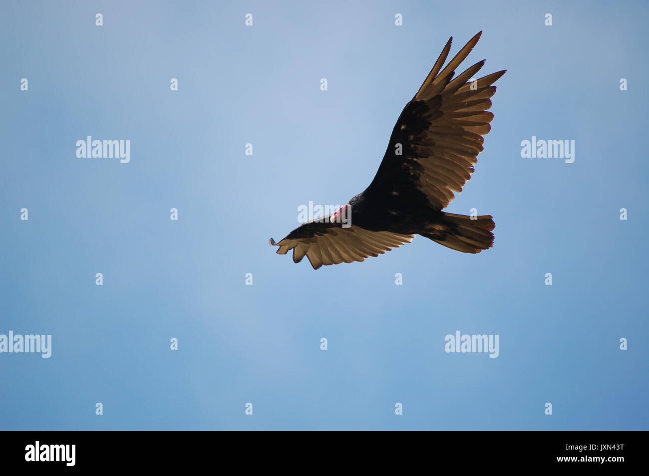 A turkey vulture glides through the blue sky over Tennesse Valley Trail in Mill Valley, CA Stock Photo