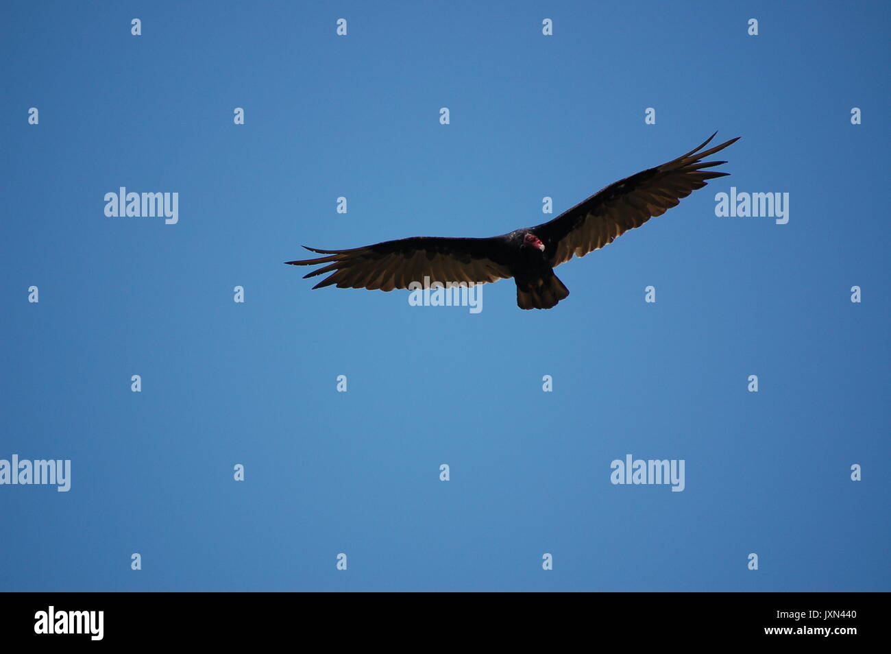 A turkey vulture glides through the blue sky over Tennesse Valley Trail in Mill Valley, CA Stock Photo