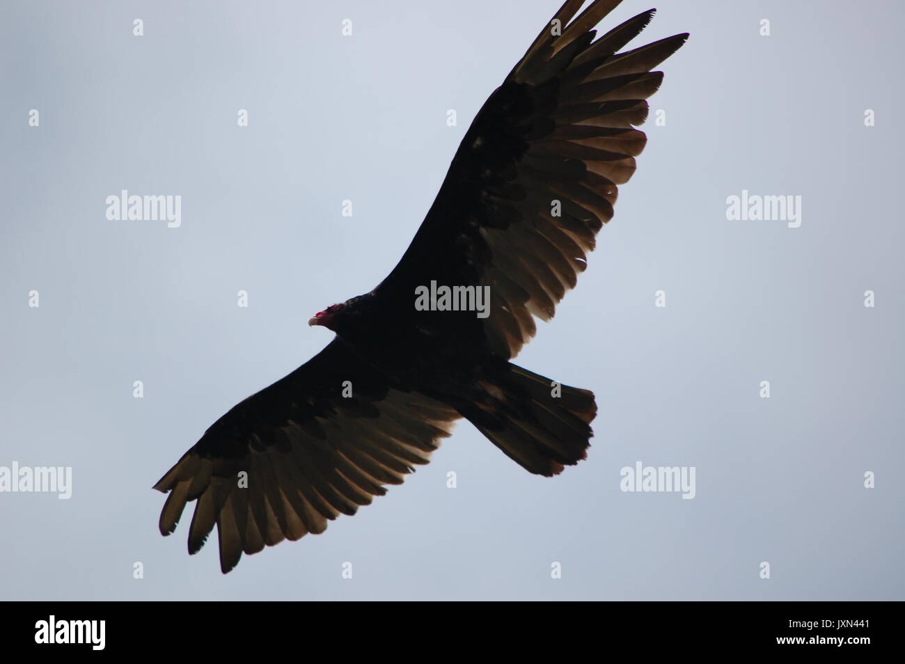 A turkey vulture glides through the blue sky over Tennesse Valley Trail in Mill Valley, CA Stock Photo