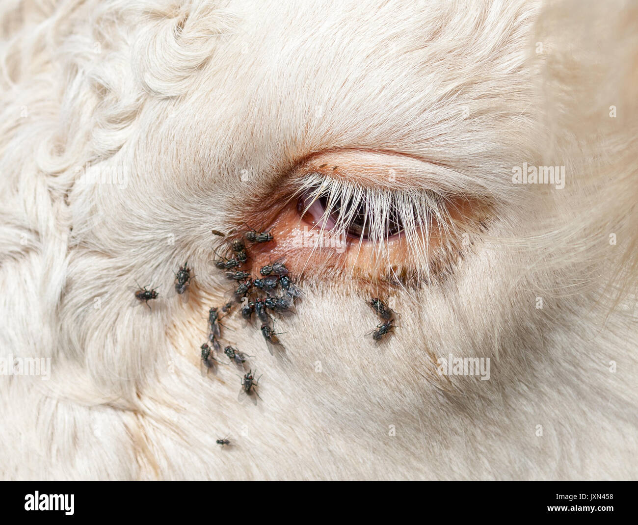 Cow eye with flies. Stock Photo