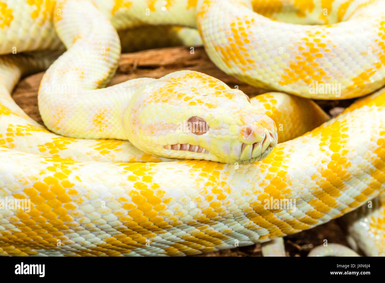 Yellow and white striped Darwin Albino Carpet Python coiled on tree root. Medium close up Stock Photo