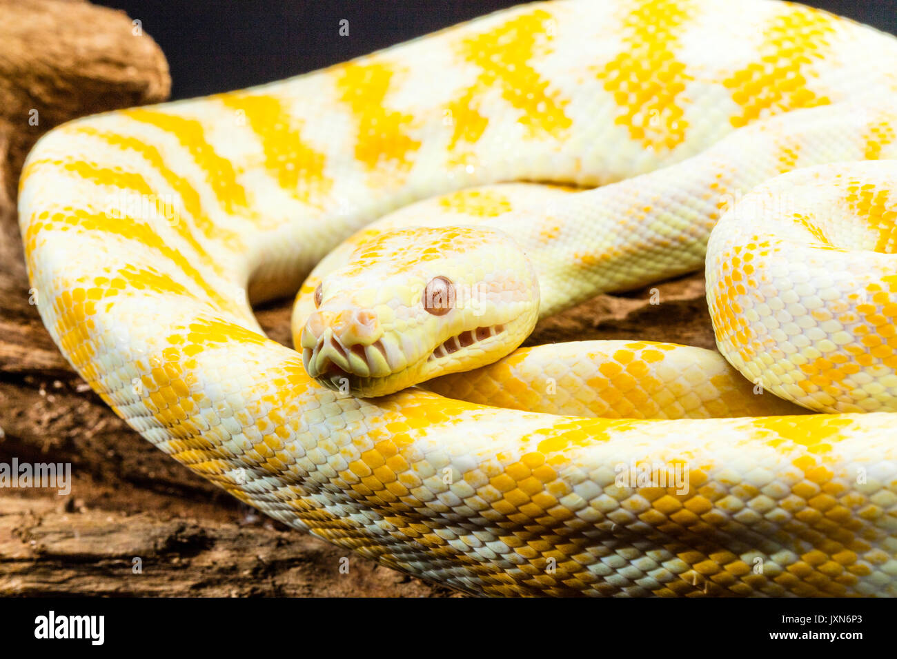 Yellow and white striped Darwin Albino Carpet Python coiled on tree ...