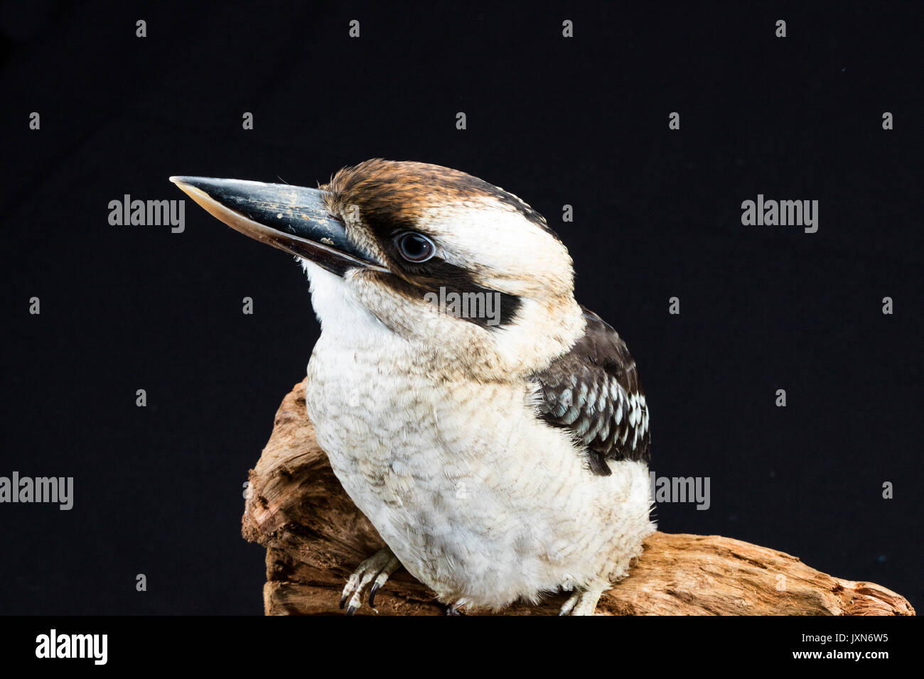 Laughing Kookaburra, Australia. Medium close up against black background Stock Photo