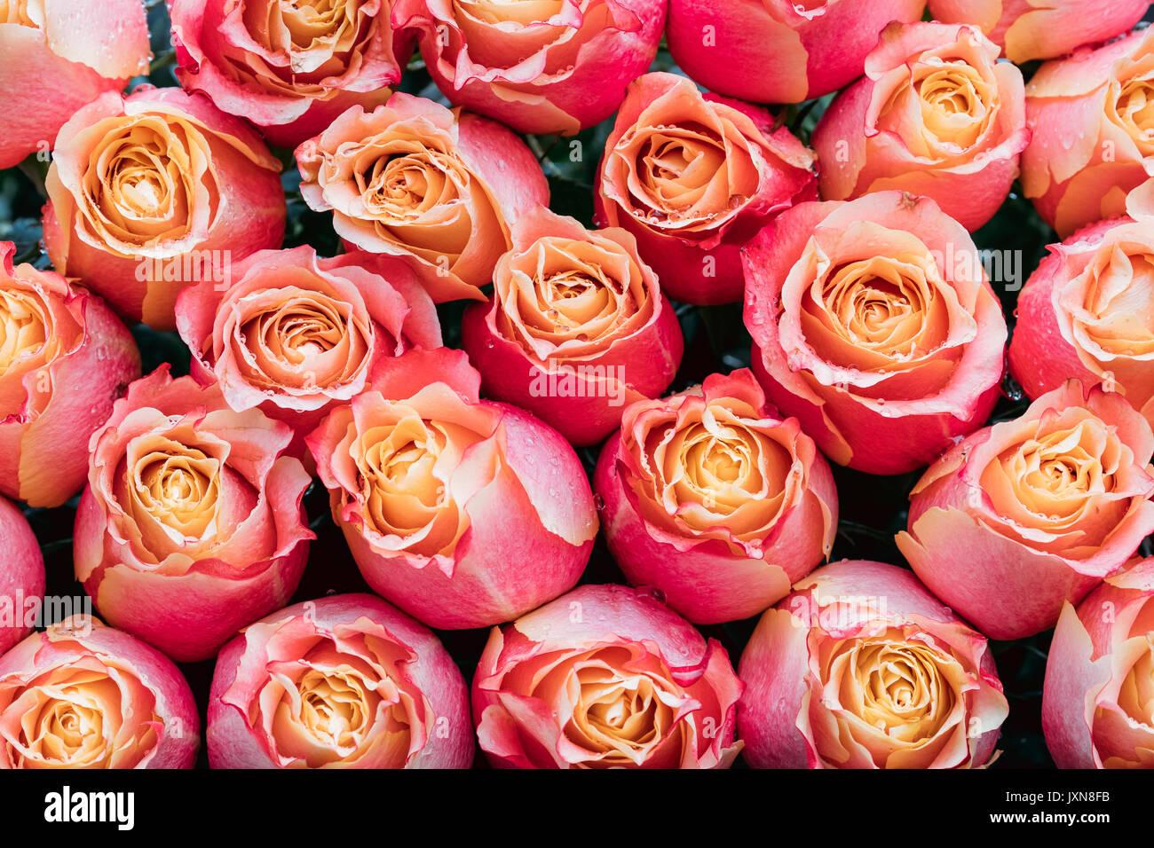 Bouquet Of Beautiful Pink And Yellow Roses With Drops Of Water. Stock Photo