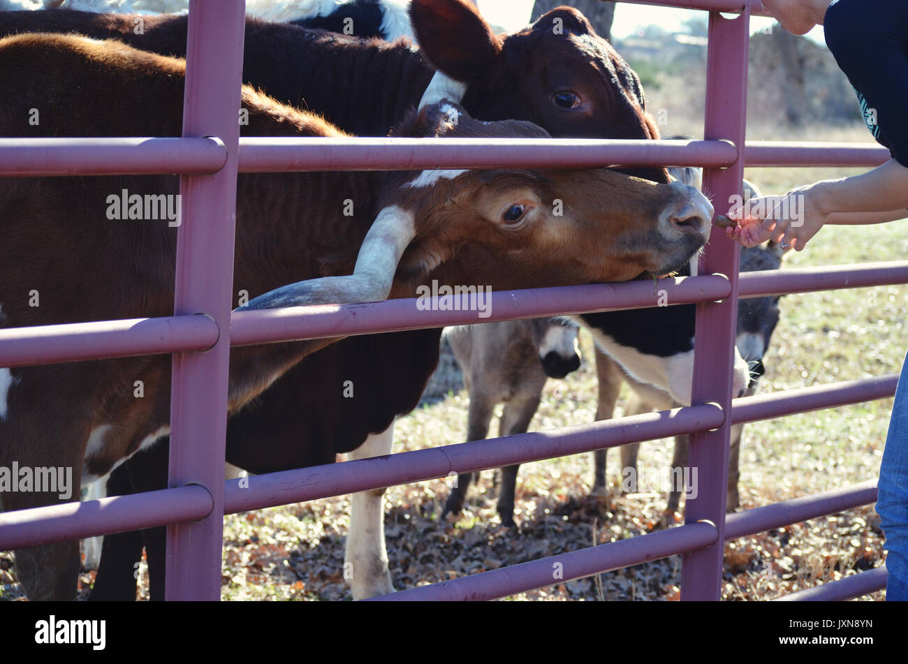 Young woman feeding and loving on cattle on rural country farm.  Shows the heart and love of the agriculture industry lifestyle, it's a passion. Stock Photo