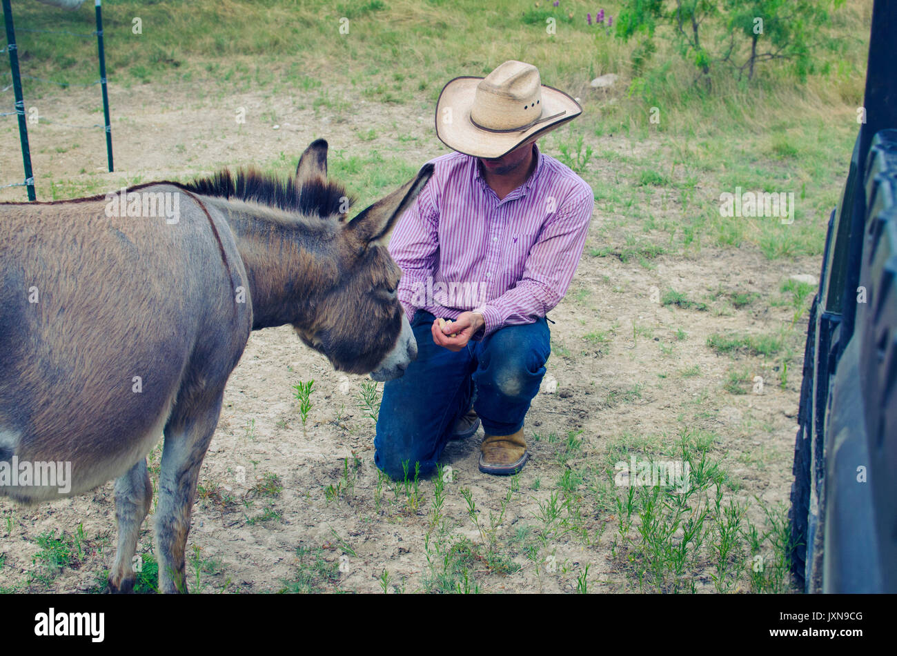 Man in work clothes and cowboy hat feeding cute mini donkey farm animal. Stock Photo