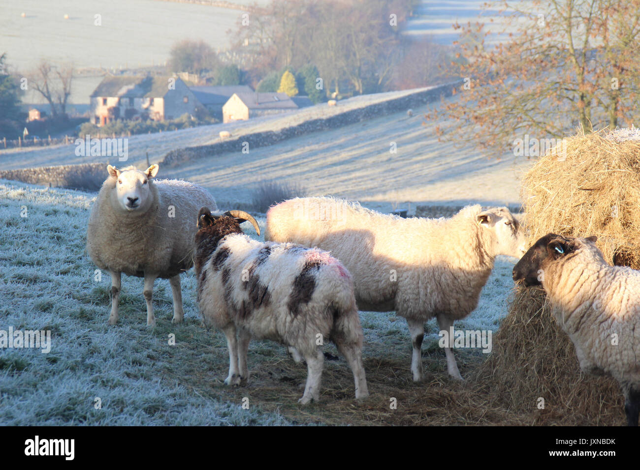 Sheep in the Peak District in Winter Stock Photo - Alamy