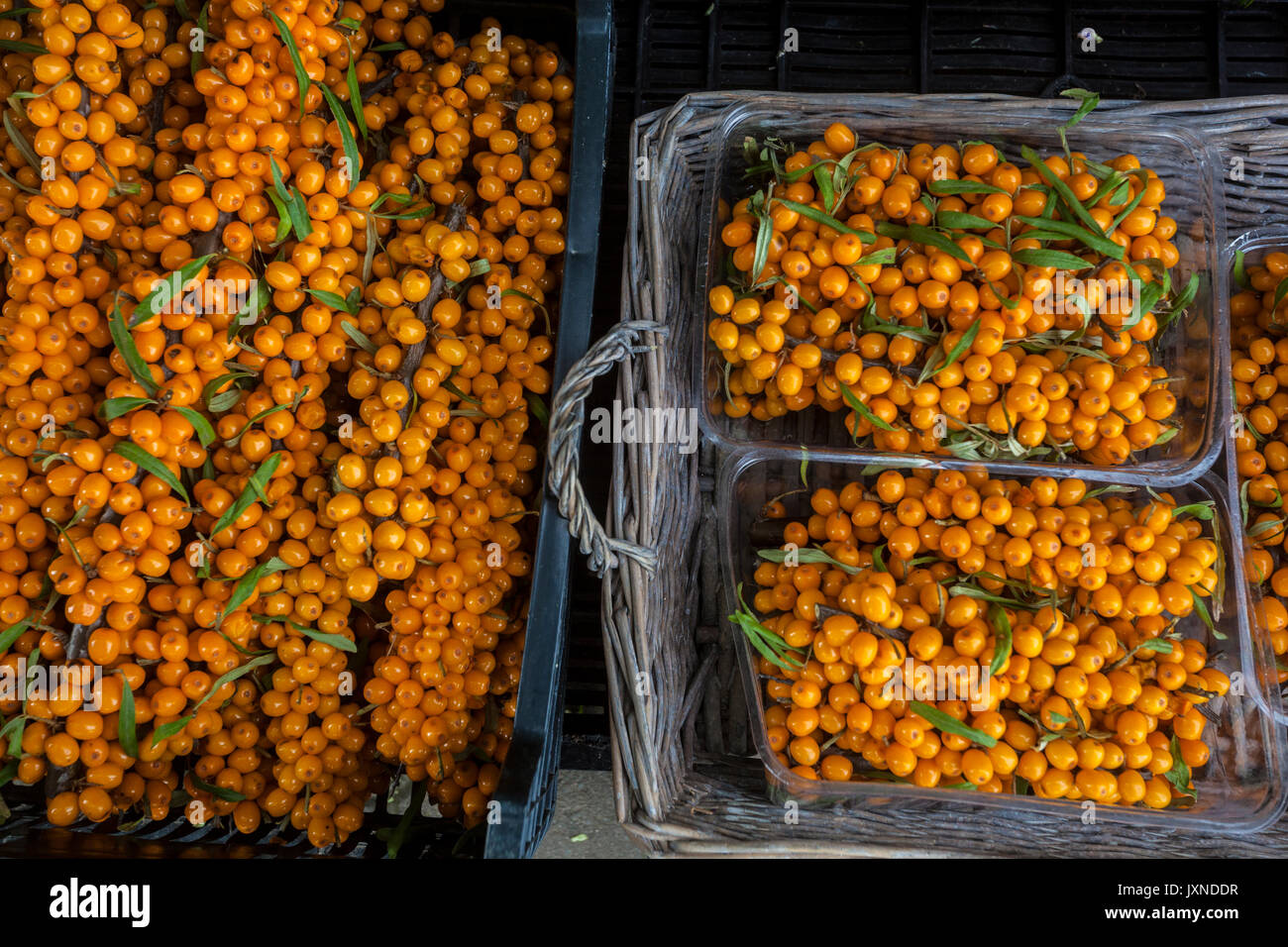 Sea Buckthorn, Hippophae rhamnoides fruits orange berries Stock Photo