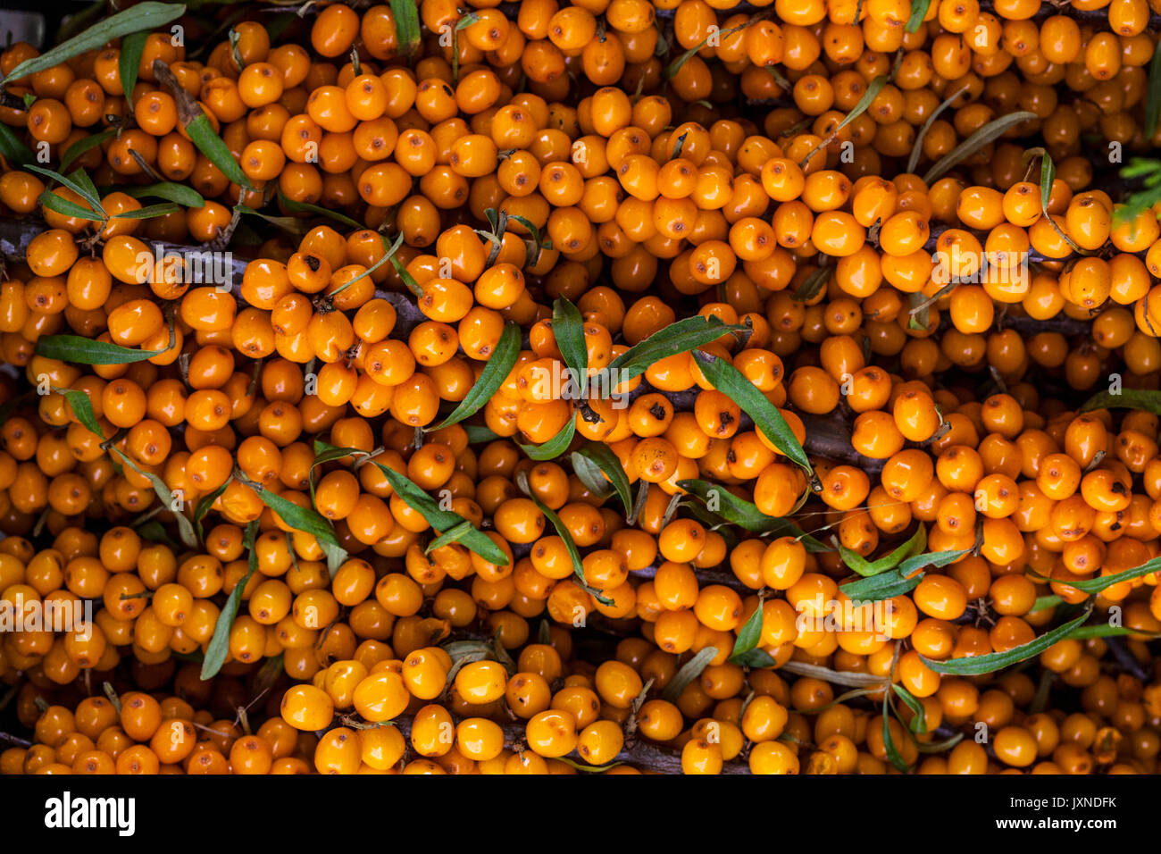 Sea Buckthorn, Hippophae rhamnoides orange berries, fruits Stock Photo