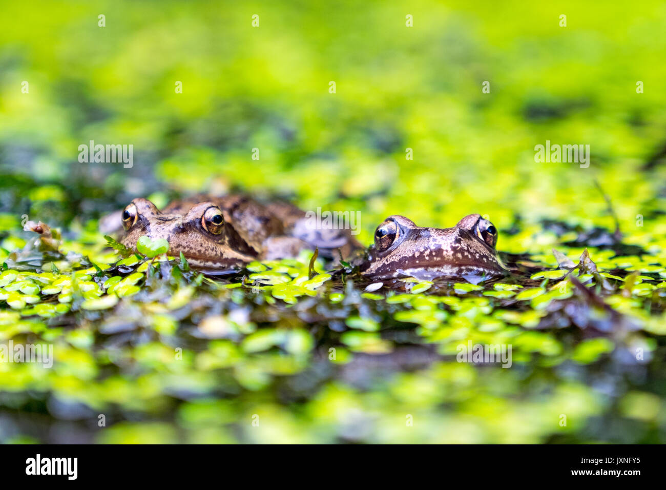 Common Frogs in a British garden pond Stock Photo
