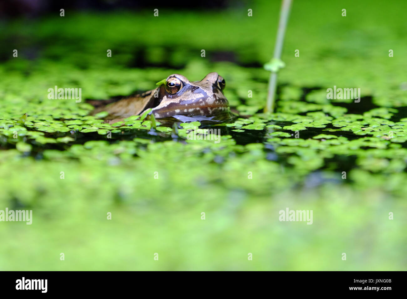 British frogs hires stock photography and images Alamy