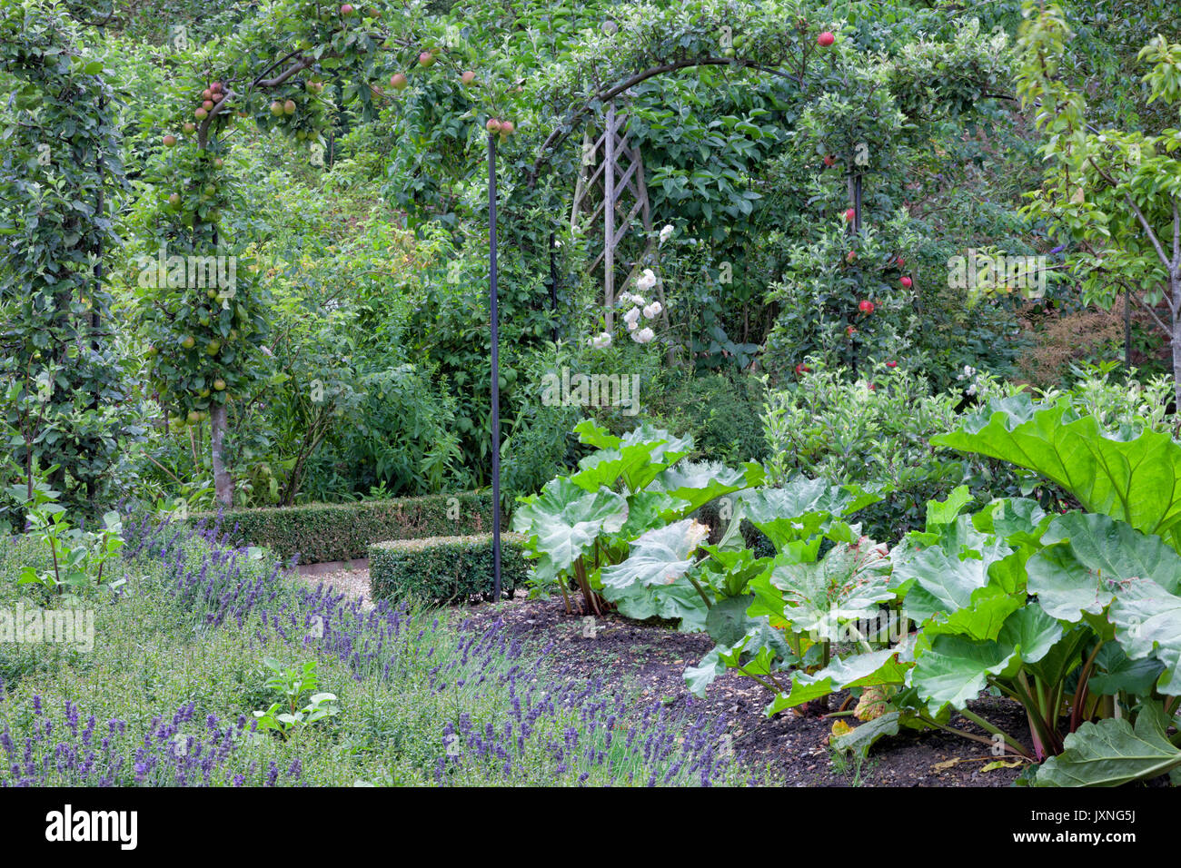 Vegetable and fruit garden with red, green apples on pergola, rhubarb growing in front of purple lavender . Stock Photo