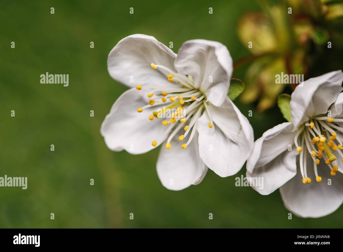 nature, white, spring, flower, blossom concept spring white flowers