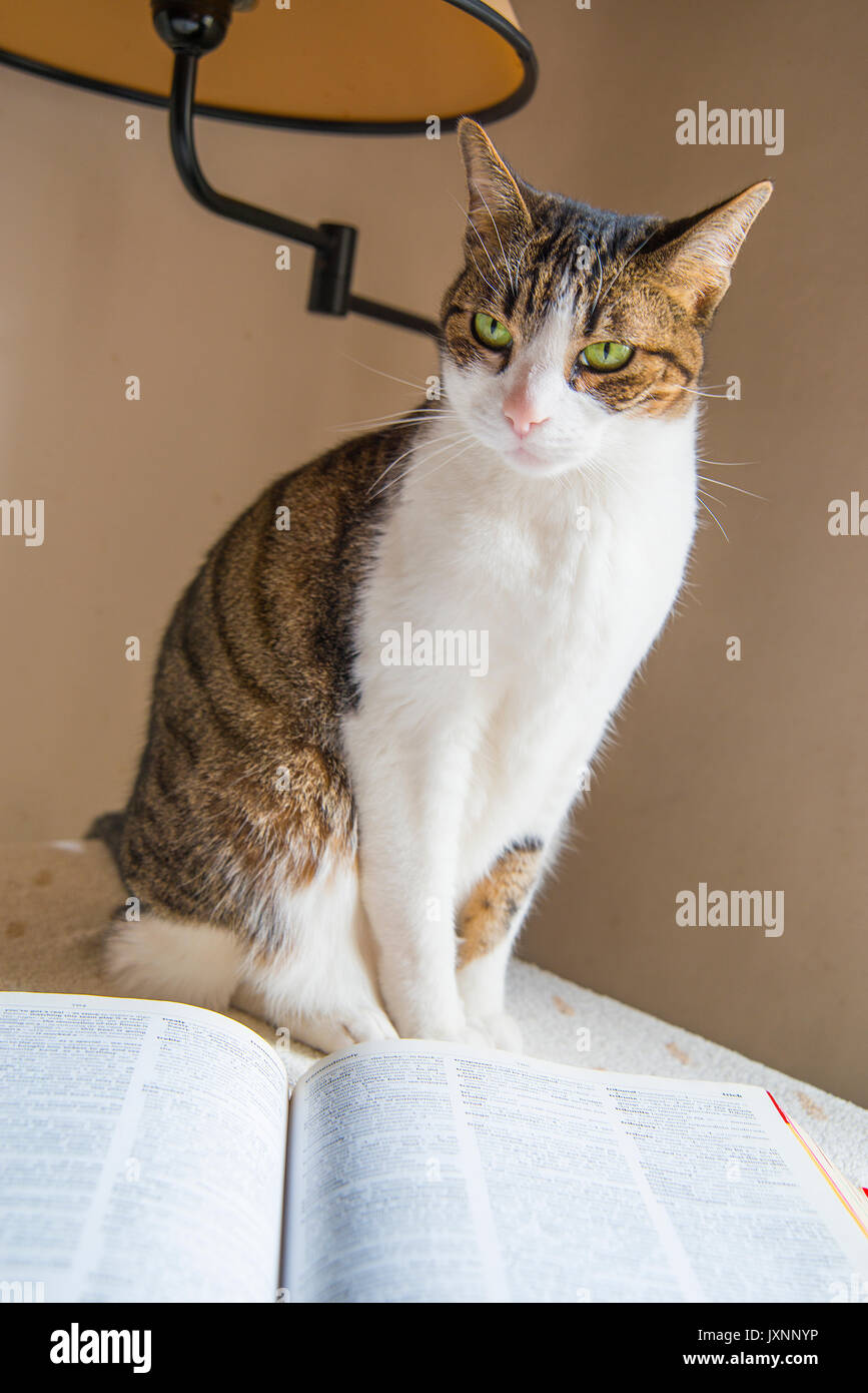 Tabby and white cat sitting by an open book. Stock Photo