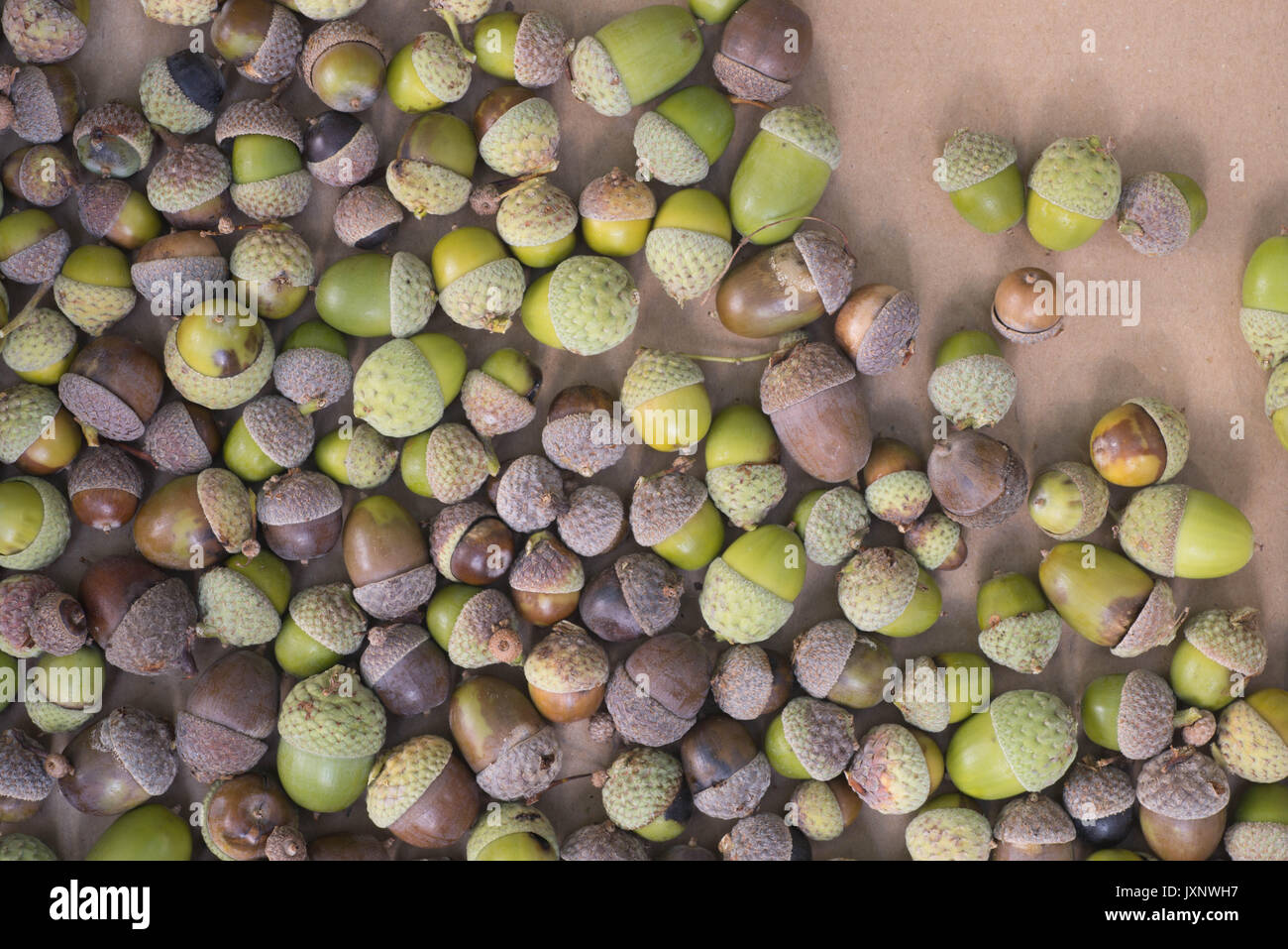 fallen acorns on brown paper texture Stock Photo