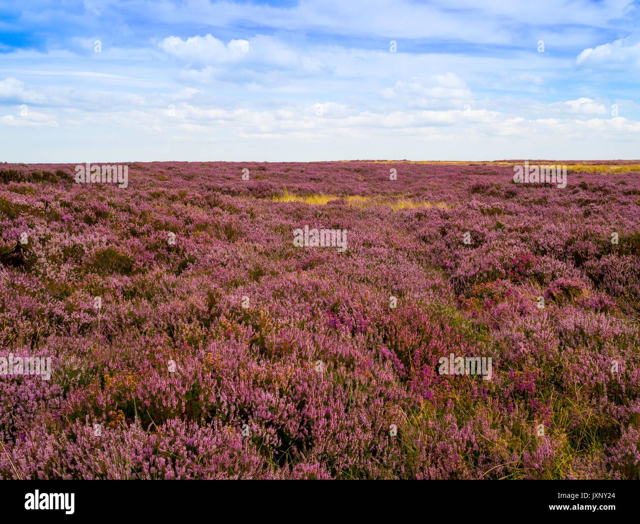 Calluna vulgaris common heather or Ling, in full bloom at  Danby,  North Yorkshire Moors National Park mid August Stock Photo