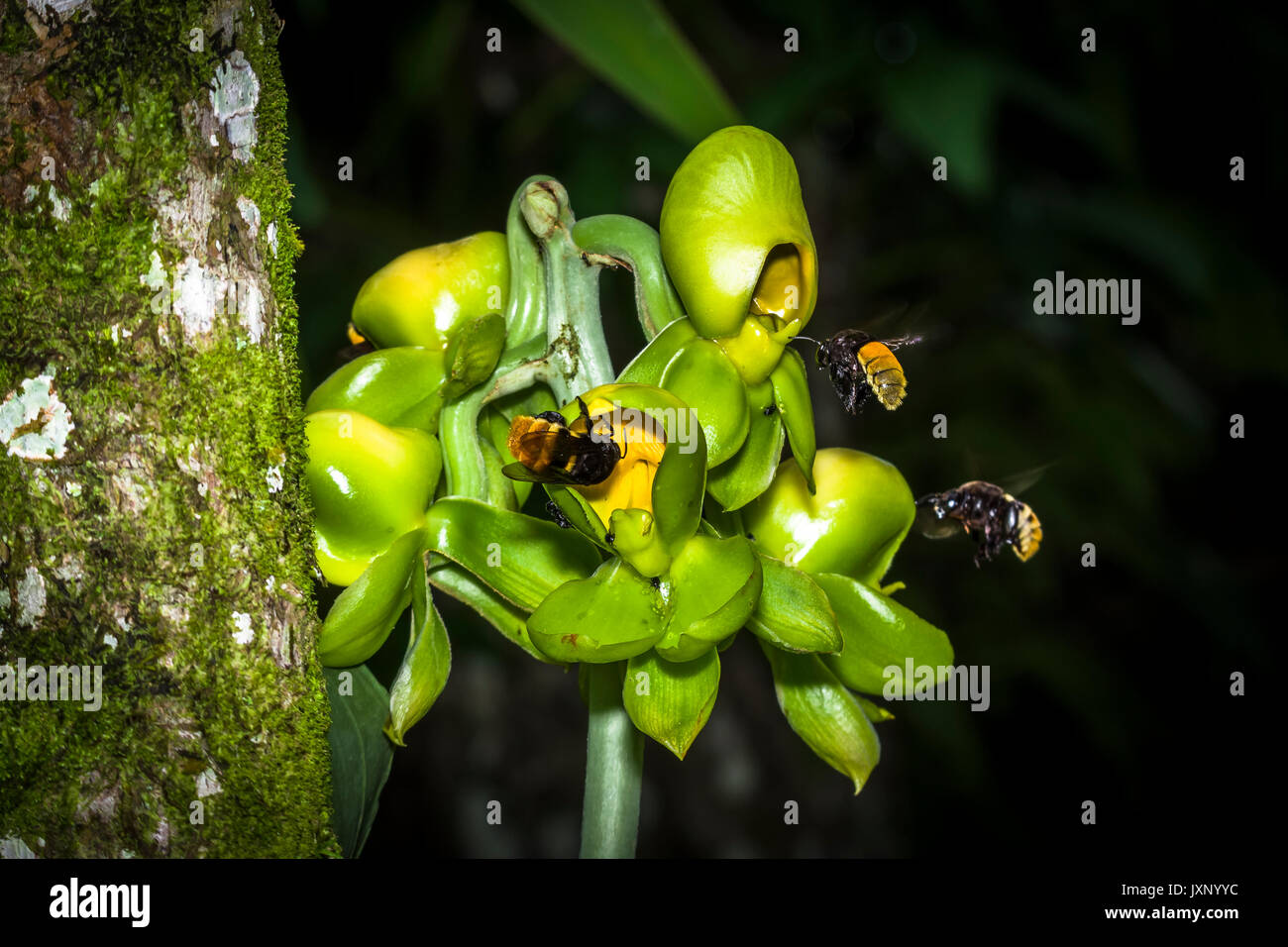 Green catasetum viridiflavum orchid with big bumble bees approaching in flight and feeding from the flowers Stock Photo