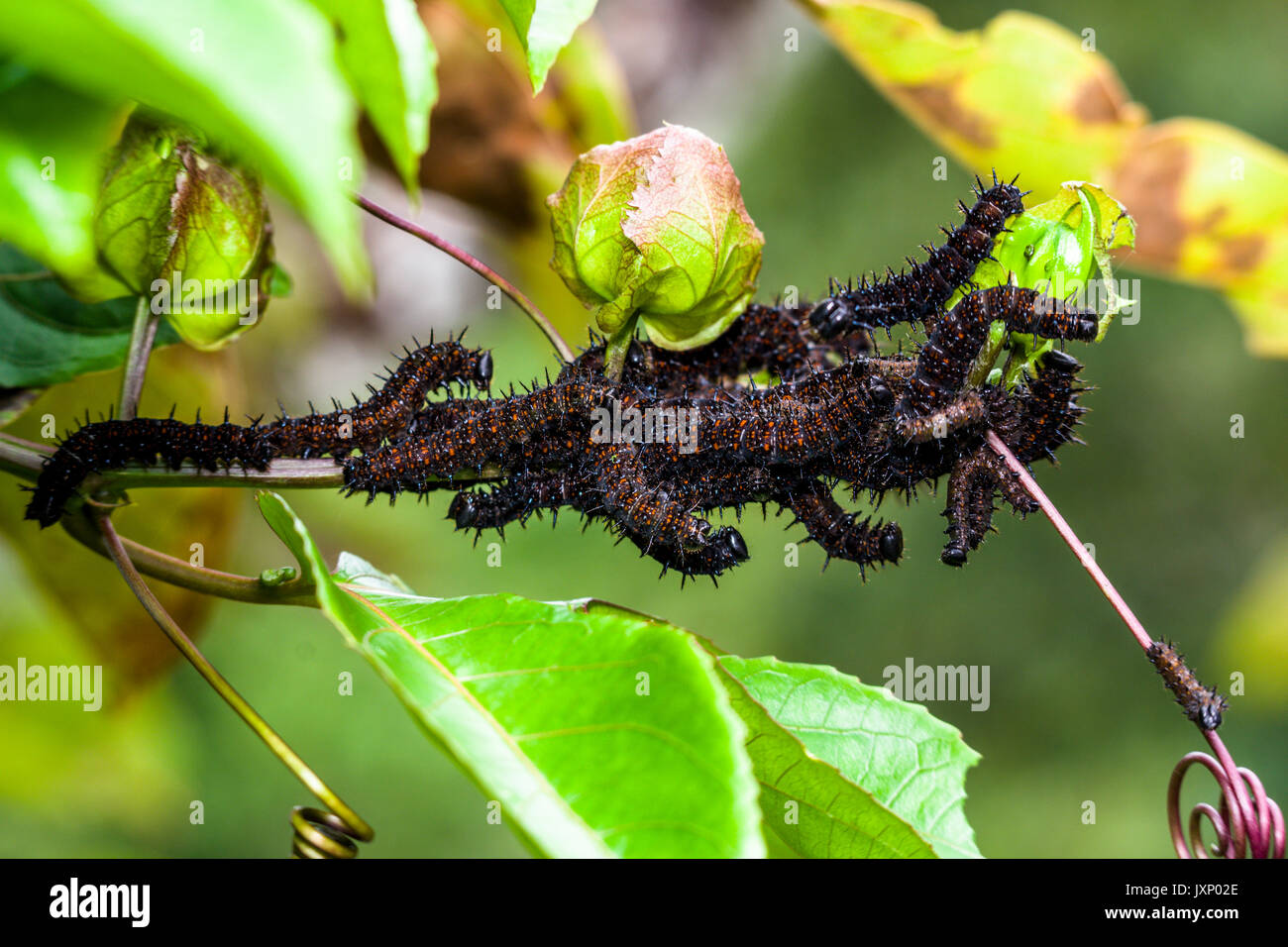 Large group of caterpillars feeding on a tree Stock Photo Alamy