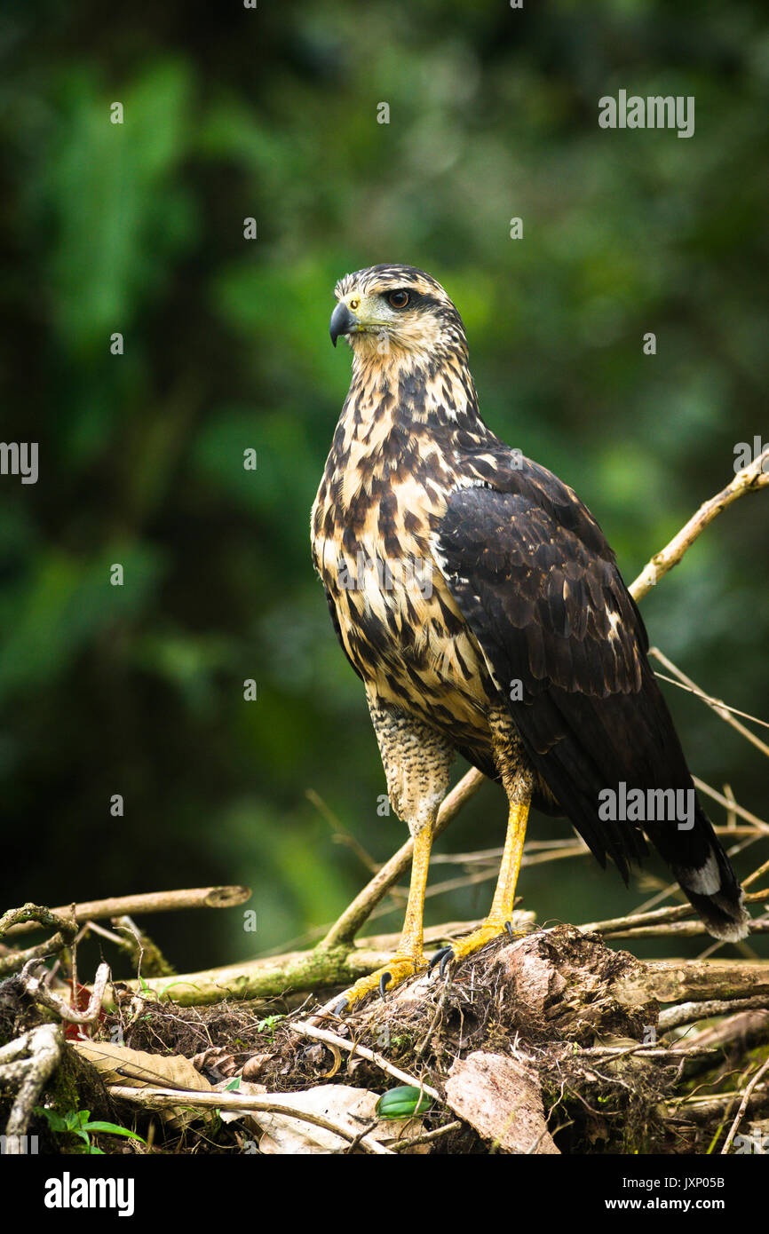Immature great black hawk with green forest background image taken in Panama Stock Photo
