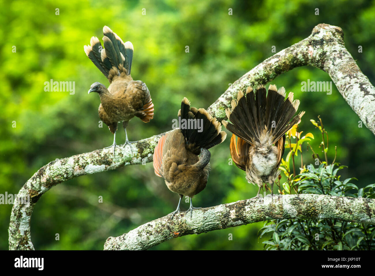 Gray-headed chachalacas displaying  and cleaning up after morning rain storm in Panamas highland rain forests Stock Photo