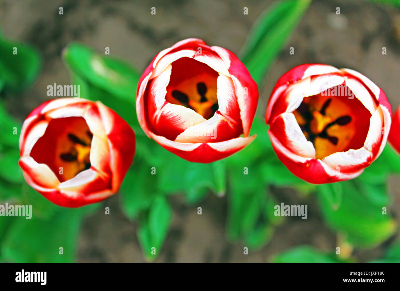 Red tulips in the spring garden Stock Photo - Alamy