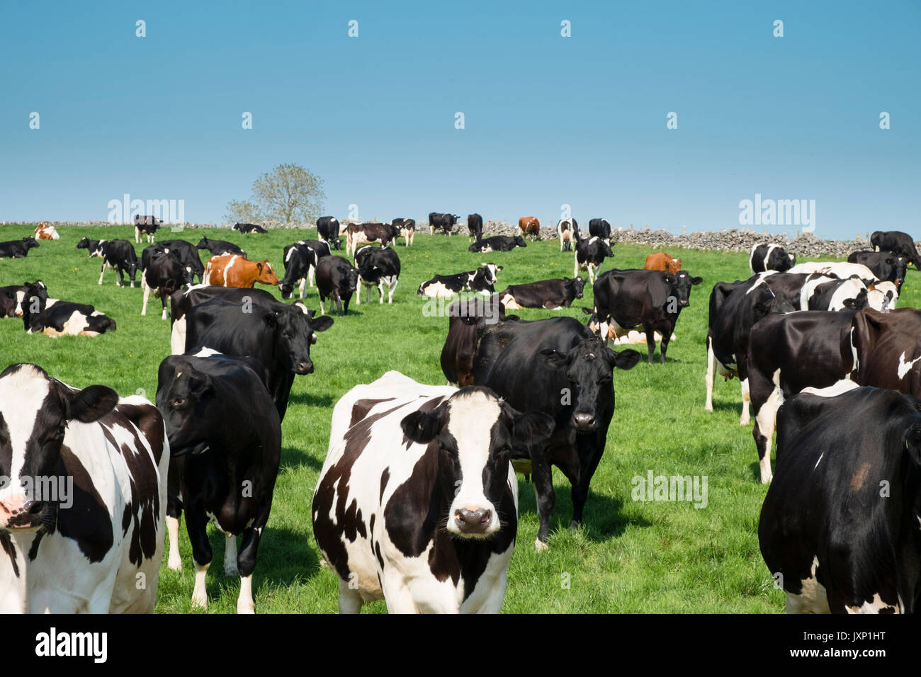 A herd of black and white friesian cows hi-res stock photography and ...