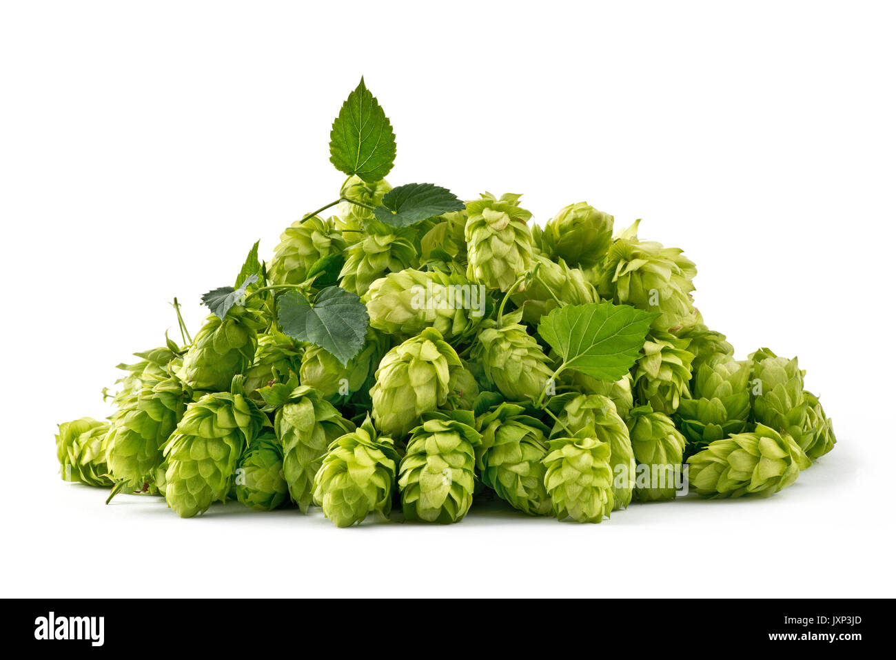 Hop Cones Isolated on the White Background. Stock Photo