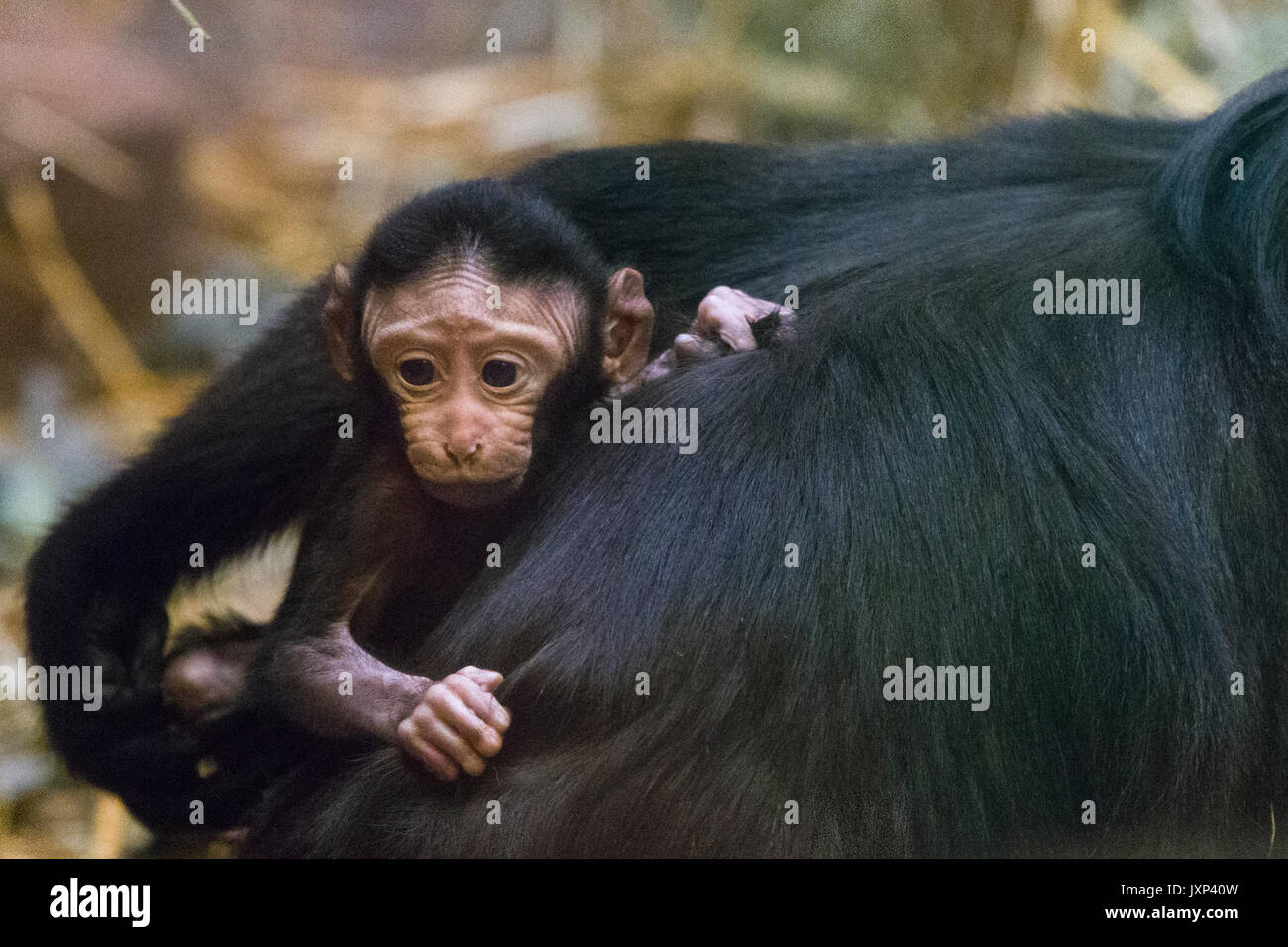 Celebes Crested Macaque (Macaca nigra) mother with baby aka the Crested Black Macaque, Sulawesi Crested Macaque or The Black Ape  Model Release: No.  Property Release: No. Stock Photo