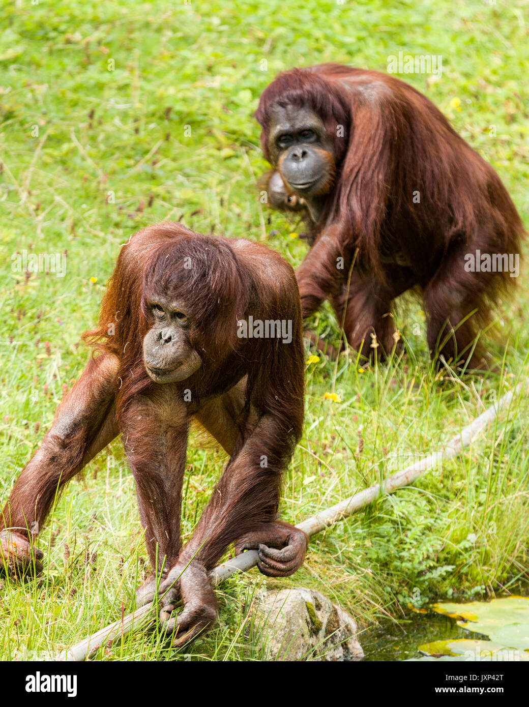 Two adult Bornean orangutans (Pongo pygmaeus) one carrying her infant baby  Model Release: No.  Property Release: No. Stock Photo