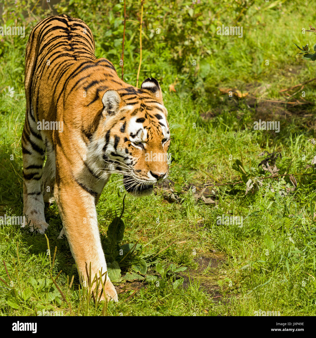 Siberian tiger (Panthera tigris altaica) aka Amur tiger Model Release