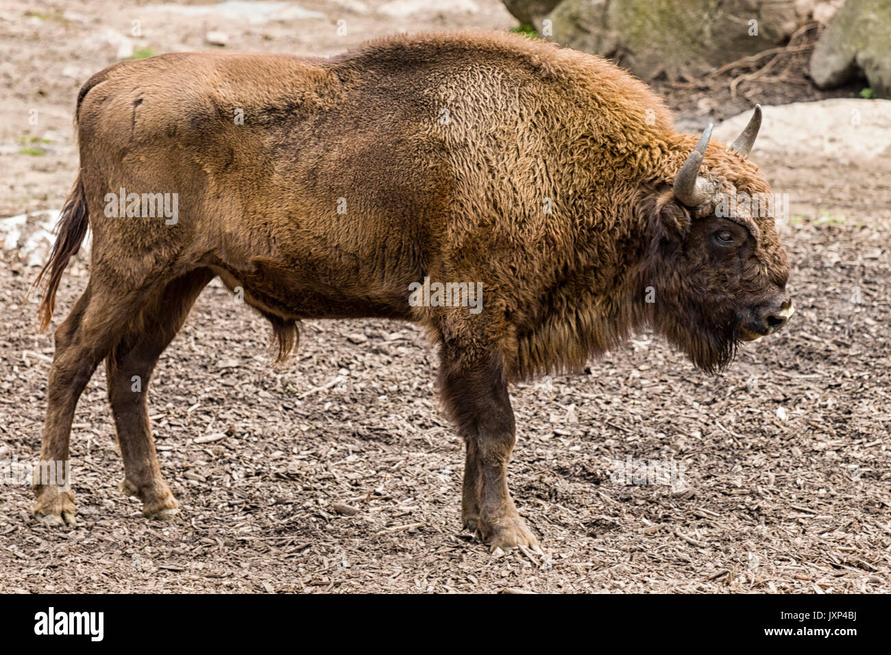 Young European bison (Bison bonasus) aka Wisent or the European wood bison  Model Release: No.  Property Release: No. Stock Photo