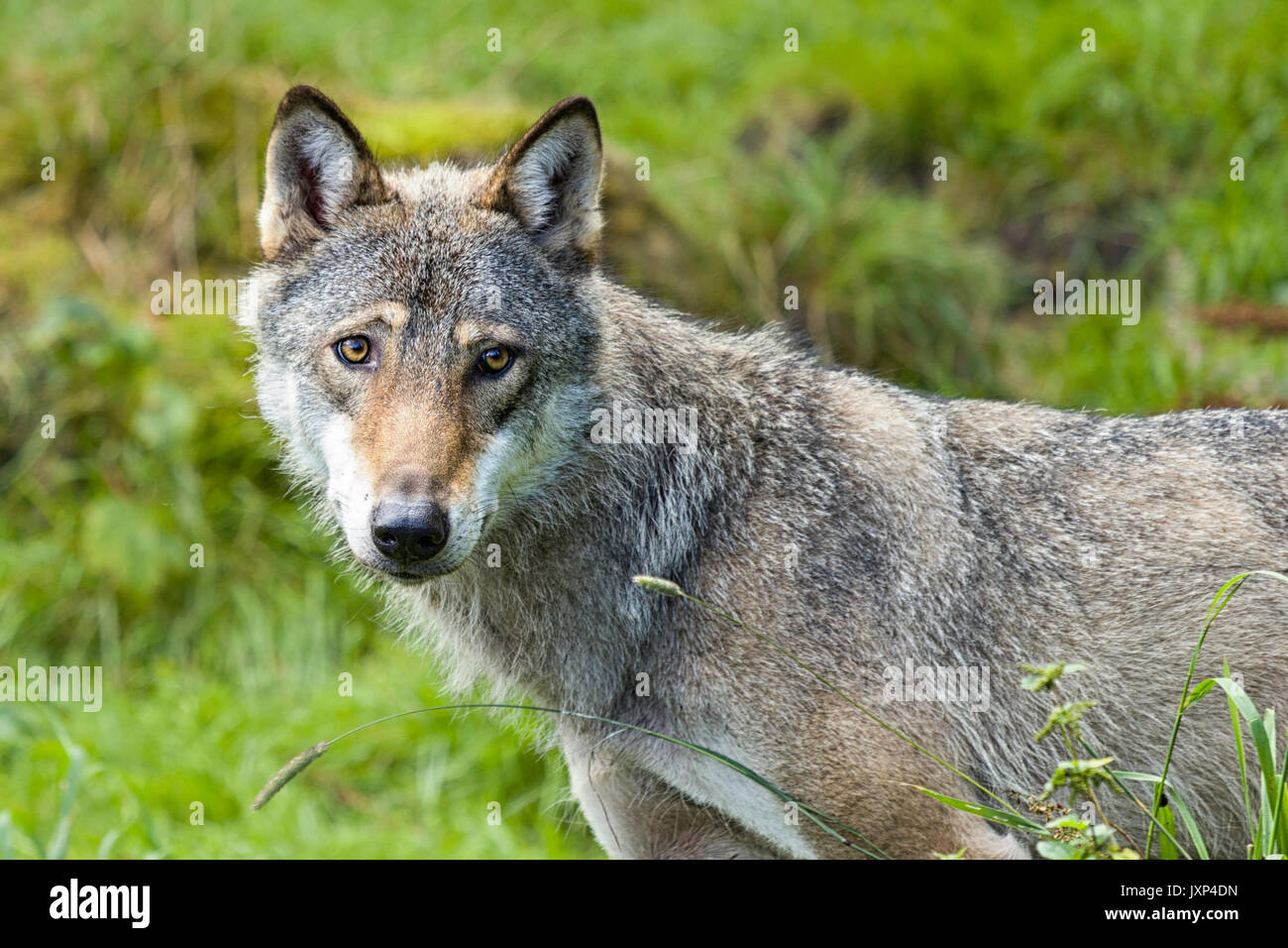 Eurasian wolf (Canis lupus lupus), also known as common wolf or Middle ...
