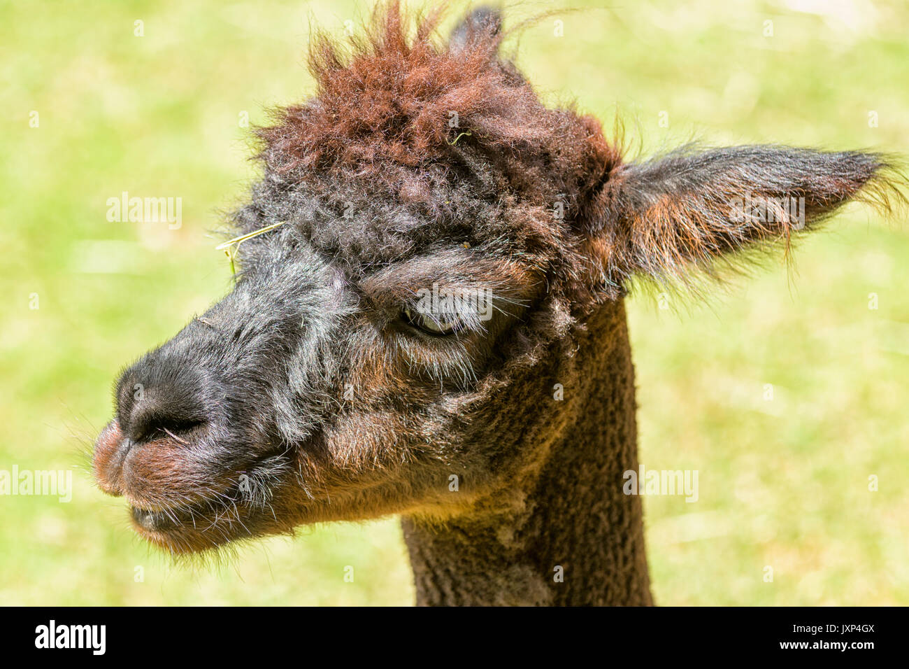 Close up headshot portrait of an alpaca (Vicugna pacos)  Model Release: No.  Property Release: No. Stock Photo